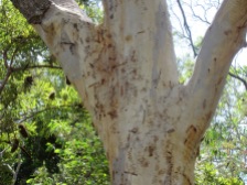 Scribbly gum tree
